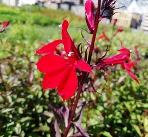 Lobelka 'Fanship Burgundy' - Lobelia speciosa 'Fanship Burgundy'