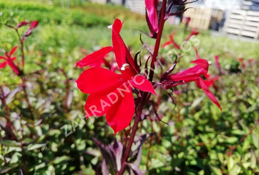 Lobelka 'Fanship Burgundy' - Lobelia speciosa 'Fanship Burgundy'