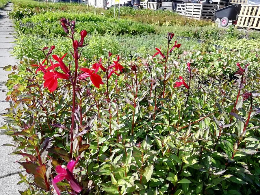 Lobelka 'Fanship Burgundy' - Lobelia speciosa 'Fanship Burgundy'
