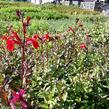 Lobelka 'Fanship Burgundy' - Lobelia speciosa 'Fanship Burgundy'