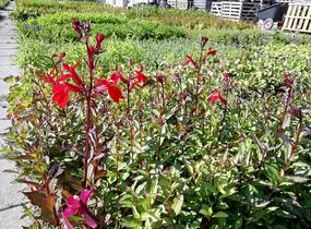 Lobelka 'Fanship Burgundy' - Lobelia speciosa 'Fanship Burgundy'