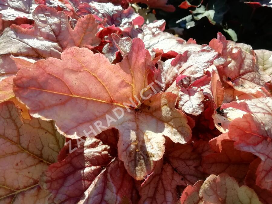 Dlužela 'Art and Craft' - Heucherella 'Art and Craft'