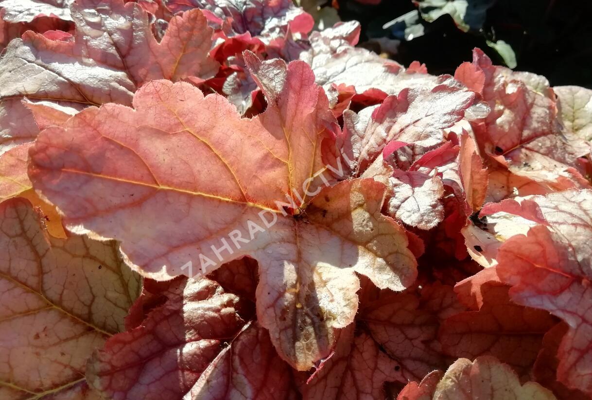 Dlužela 'Art and Craft' - Heucherella 'Art and Craft'