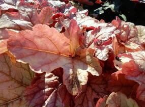 Dlužela 'Art and Craft' - Heucherella 'Art and Craft'