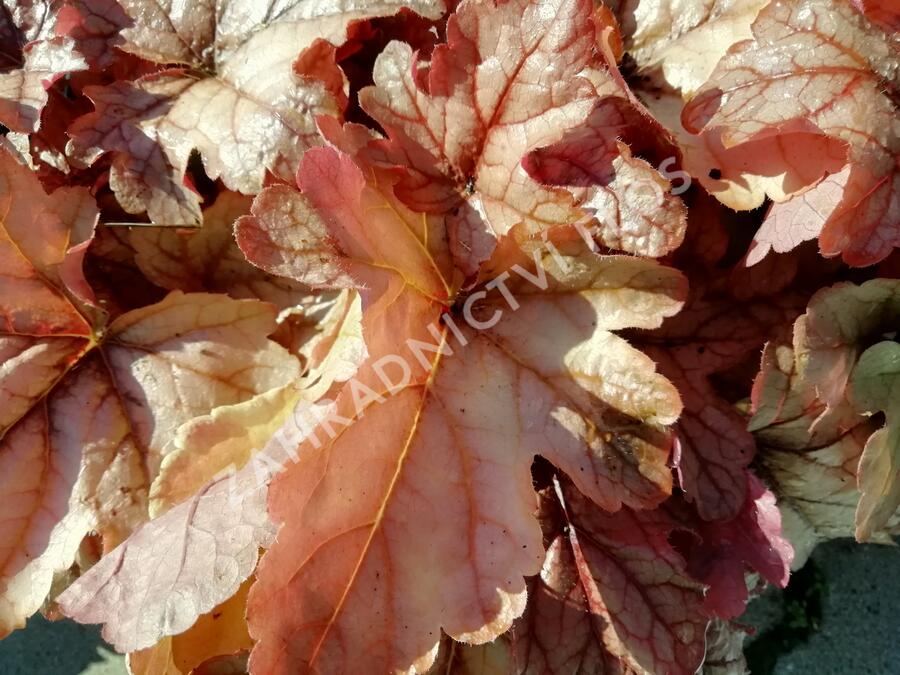 Dlužela 'Art and Craft' - Heucherella 'Art and Craft'