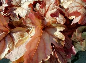 Dlužela 'Art and Craft' - Heucherella 'Art and Craft'