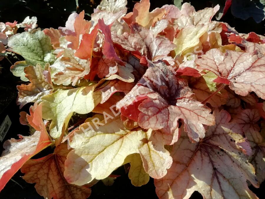 Dlužela 'Art and Craft' - Heucherella 'Art and Craft'