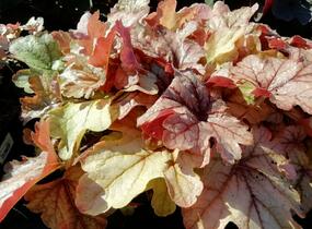 Dlužela 'Art and Craft' - Heucherella 'Art and Craft'