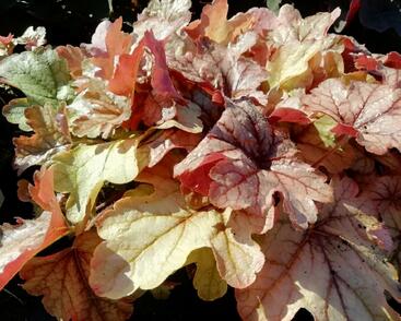 Dlužela 'Art and Craft'