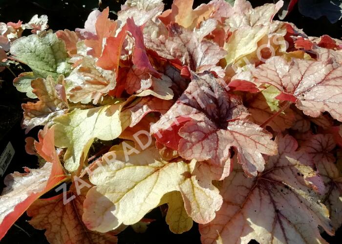 Dlužela 'Art and Craft' - Heucherella 'Art and Craft'