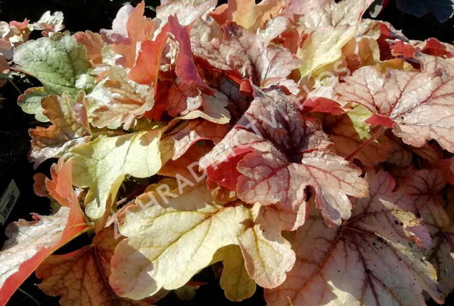 Dlužela 'Art and Craft' - Heucherella 'Art and Craft'
