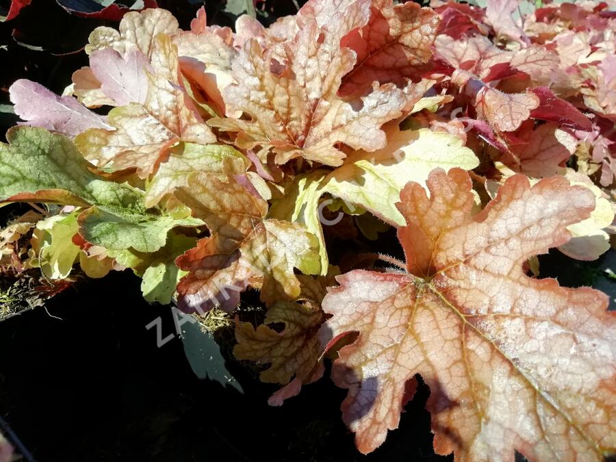 Dlužela 'Art and Craft' - Heucherella 'Art and Craft'
