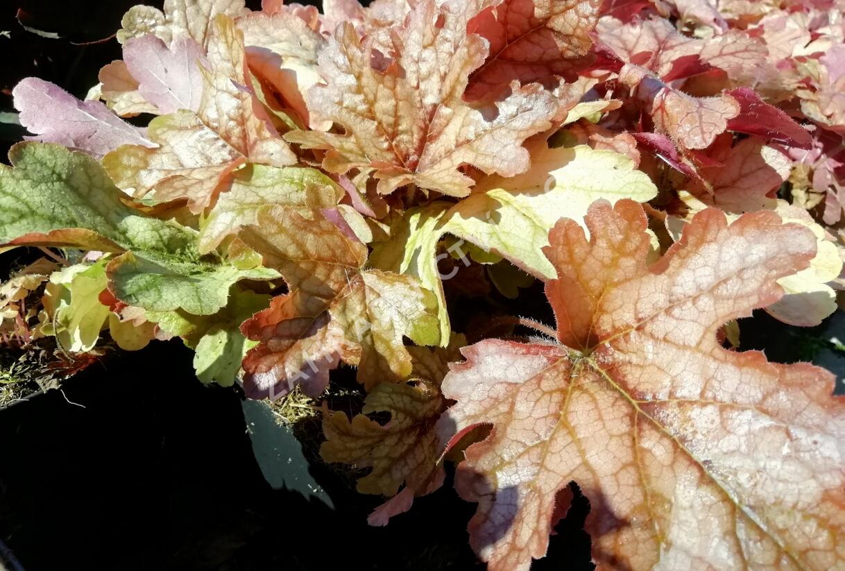 Dlužela 'Art and Craft' - Heucherella 'Art and Craft'