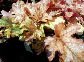 Dlužela 'Art and Craft' - Heucherella 'Art and Craft'