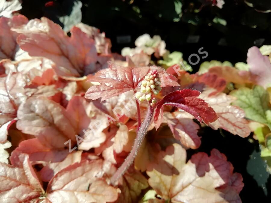 Dlužela 'Art and Craft' - Heucherella 'Art and Craft'
