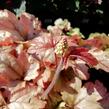 Dlužela 'Art and Craft' - Heucherella 'Art and Craft'