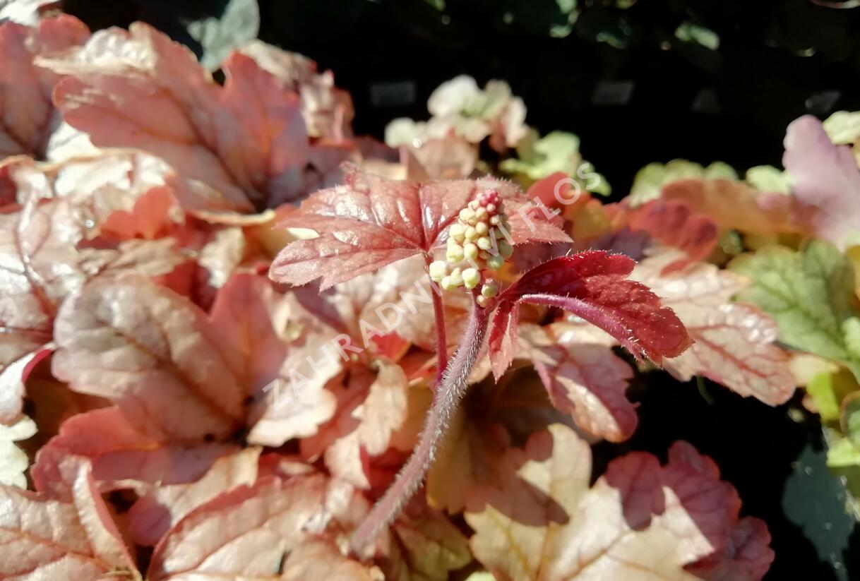 Dlužela 'Art and Craft' - Heucherella 'Art and Craft'