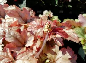Dlužela 'Art and Craft' - Heucherella 'Art and Craft'