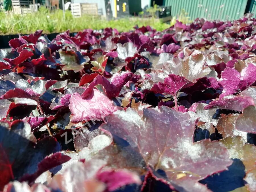 Dlužicha 'Blackout' - Heuchera 'Blackout'