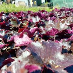 Dlužicha 'Blackout' - Heuchera 'Blackout'