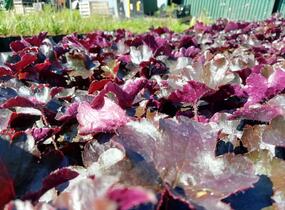 Dlužicha 'Blackout' - Heuchera hybrida 'Blackout'
