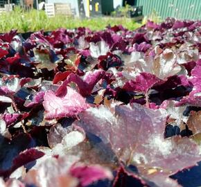 Dlužicha 'Blackout' - Heuchera 'Blackout'