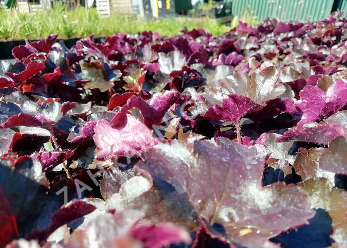 Dlužicha 'Blackout' - Heuchera 'Blackout'