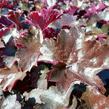 Dlužicha 'Blackout' - Heuchera hybrida 'Blackout'