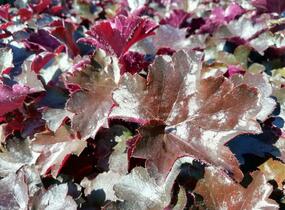 Dlužicha 'Blackout' - Heuchera hybrida 'Blackout'