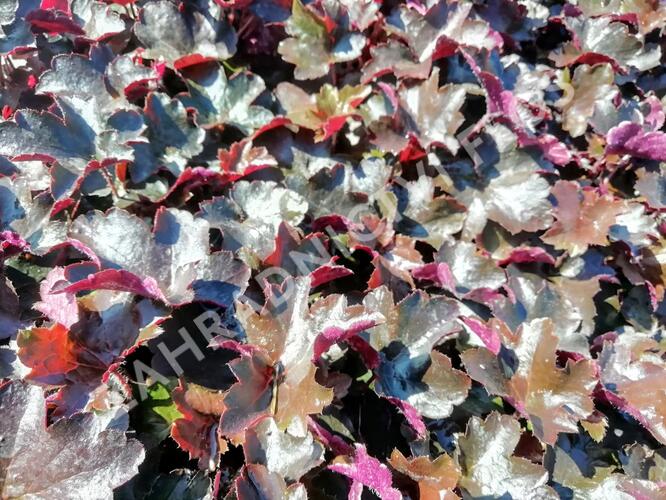 Dlužicha 'Blackout' - Heuchera hybrida 'Blackout'
