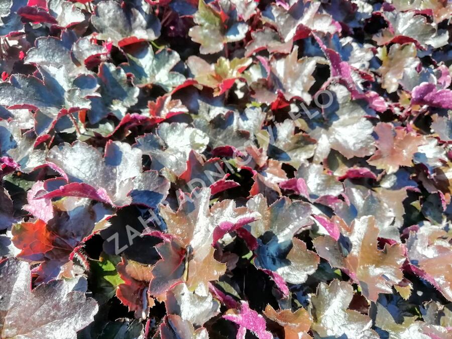 Dlužicha 'Blackout' - Heuchera hybrida 'Blackout'