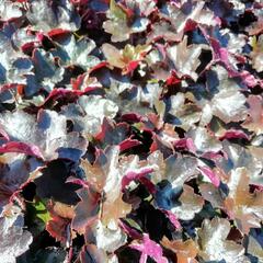 Dlužicha 'Blackout' - Heuchera hybrida 'Blackout'