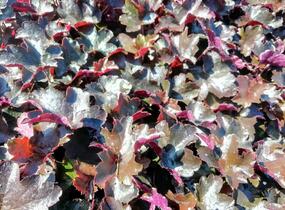 Dlužicha 'Blackout' - Heuchera hybrida 'Blackout'