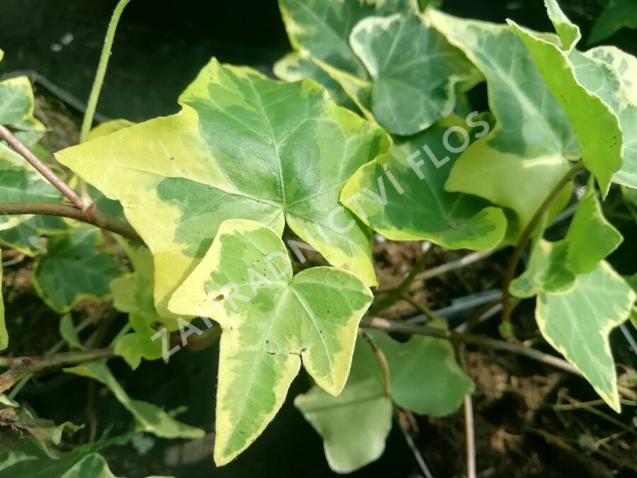 Břečťan popínavý 'Golden Child' - Hedera helix 'Golden Child'