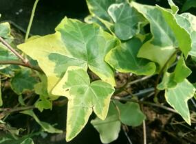 Břečťan popínavý 'Golden Child' - Hedera helix 'Golden Child'