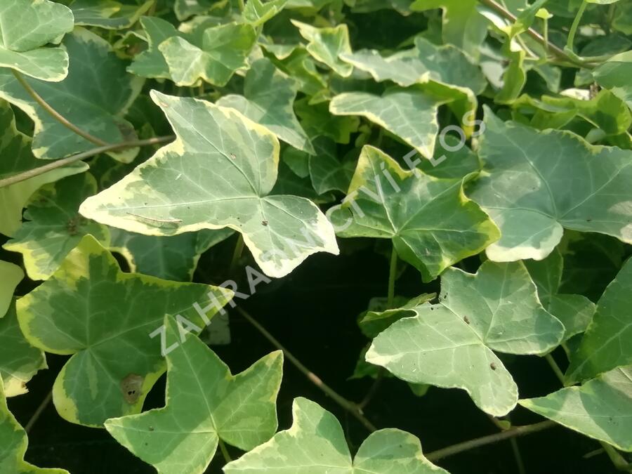 Břečťan popínavý 'Golden Child' - Hedera helix 'Golden Child'