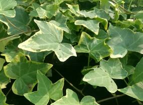 Břečťan popínavý 'Golden Child' - Hedera helix 'Golden Child'