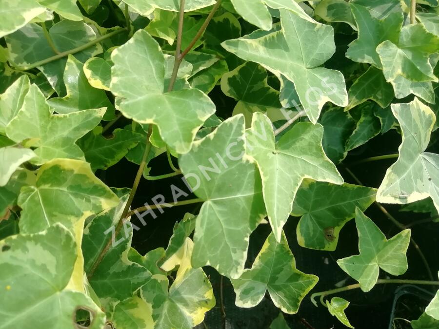 Břečťan popínavý 'Golden Child' - Hedera helix 'Golden Child'