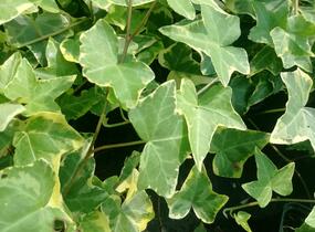 Břečťan popínavý 'Golden Child' - Hedera helix 'Golden Child'