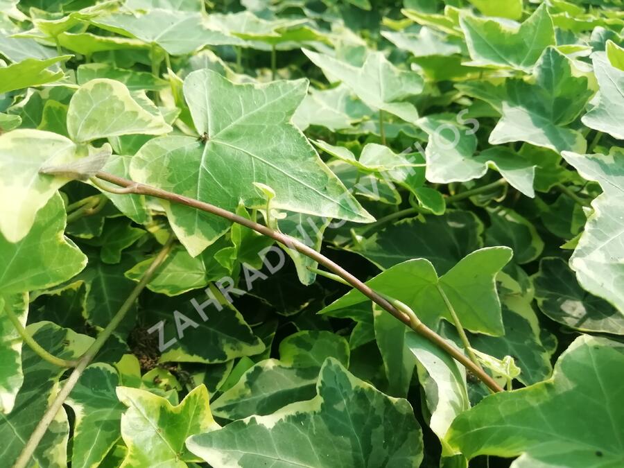 Břečťan popínavý 'Golden Child' - Hedera helix 'Golden Child'