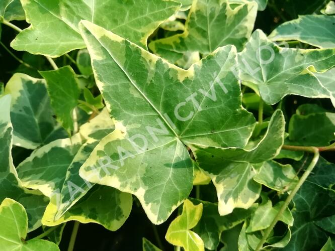 Břečťan popínavý 'Golden Child' - Hedera helix 'Golden Child'