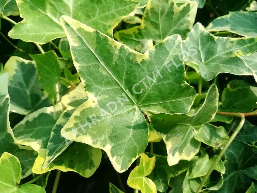Břečťan popínavý 'Golden Child' - Hedera helix 'Golden Child'