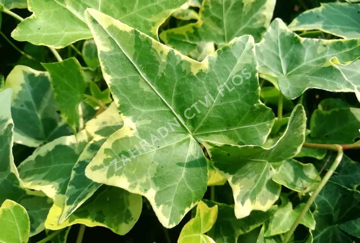 Břečťan popínavý 'Golden Child' - Hedera helix 'Golden Child'