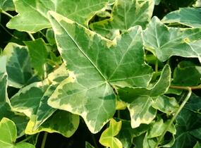 Břečťan popínavý 'Golden Child' - Hedera helix 'Golden Child'