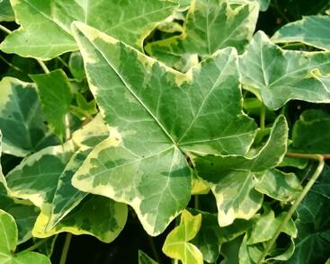 Břečťan popínavý 'Golden Child'