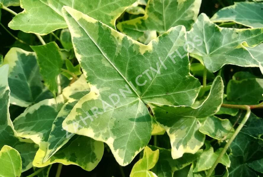 Břečťan popínavý 'Golden Child' - Hedera helix 'Golden Child'