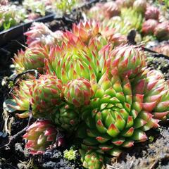 Netřeskovec 'Green Globe' - Jovibarba sobolera 'Green Globe'