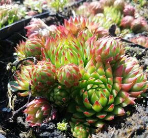 Netřeskovec 'Green Globe' - Jovibarba sobolera 'Green Globe'