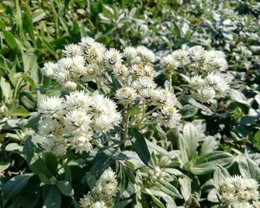 Plesnivka trojžilná 'Silberregen'