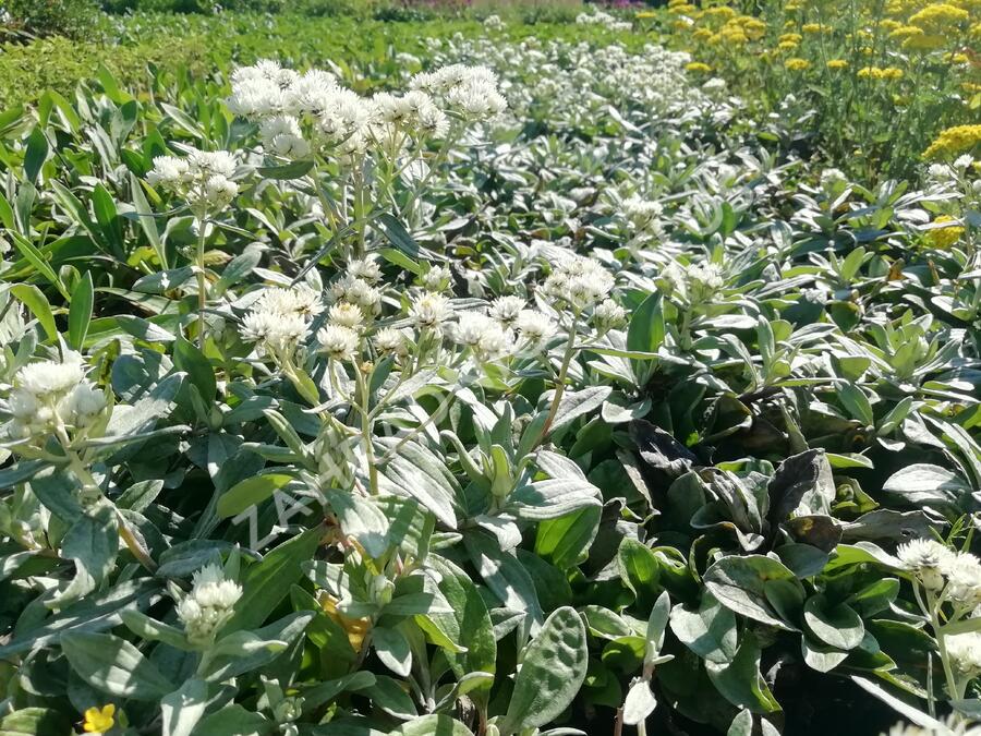 Plesnivka trojžilná 'Silberregen' - Anaphalis triplinervis 'Silberregen'